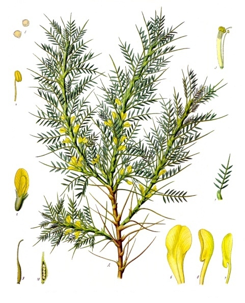 Astragalus adscendens