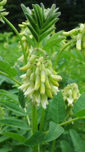 Astragalus americanus (American milkvetch) — photo