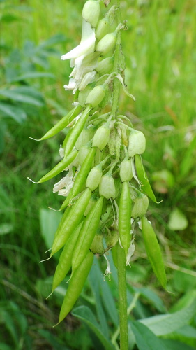 Astragalus americanus (American milkvetch) — photo