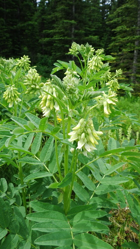 Astragalus americanus