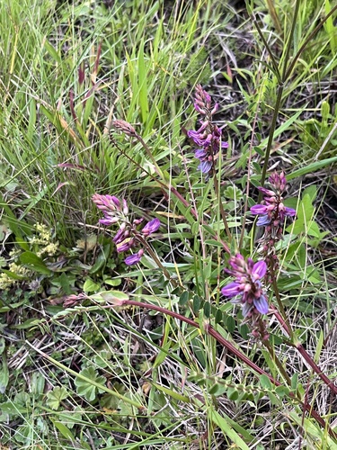 Astragalus atropilosulus (Nachilare) — photo