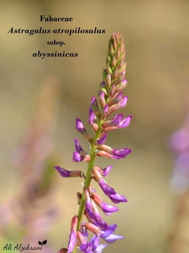Astragalus atropilosulus