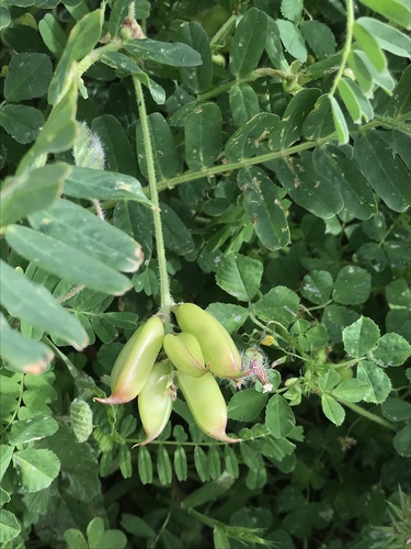 Astragalus boeticus (Swedish coffee) — photo