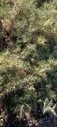 Astragalus brachycalyx