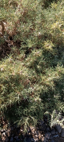 Astragalus brachycalyx (Persian manna) — photo