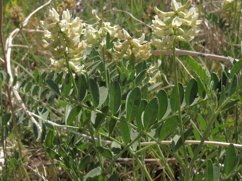 Astragalus canadensis (Canadian milk vetch) — photo