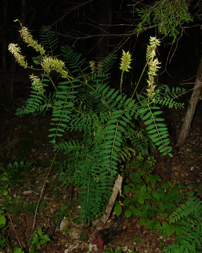 Astragalus canadensis (Canadian milk vetch) — photo
