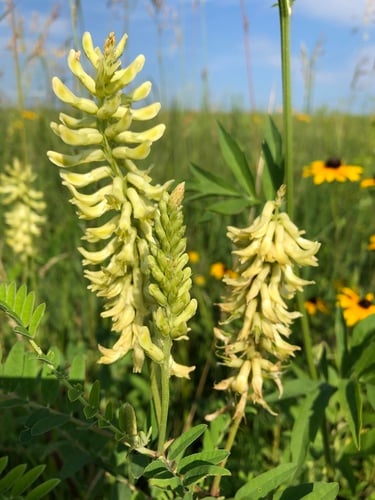 Astragalus canadensis