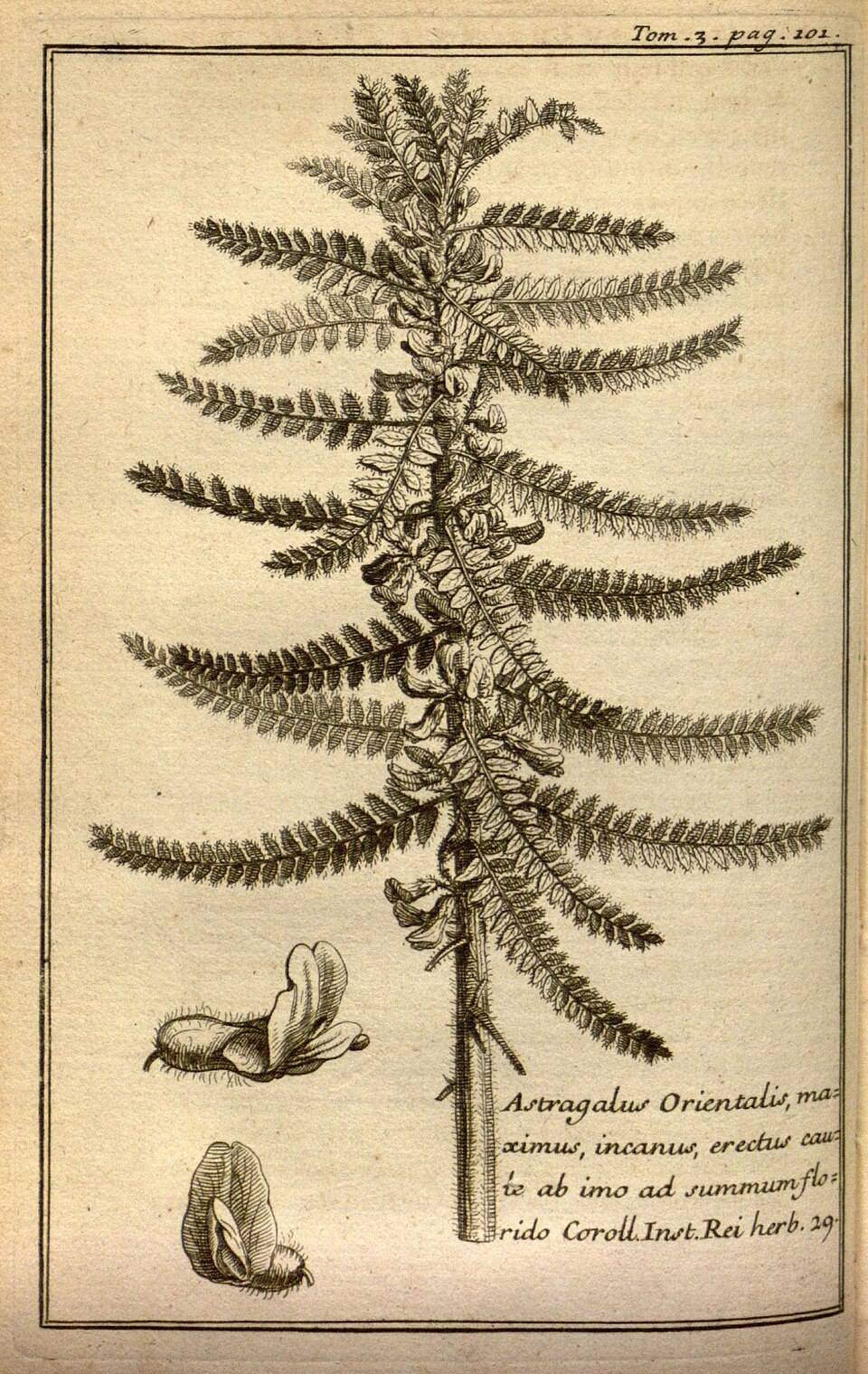 Astragalus christianus (Yellow milk vetch) — photo