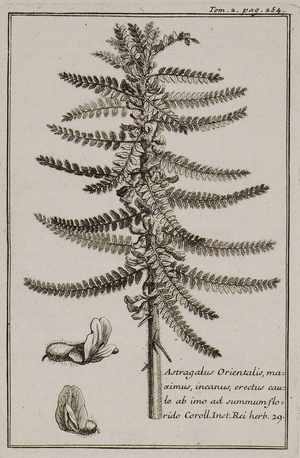 Astragalus christianus