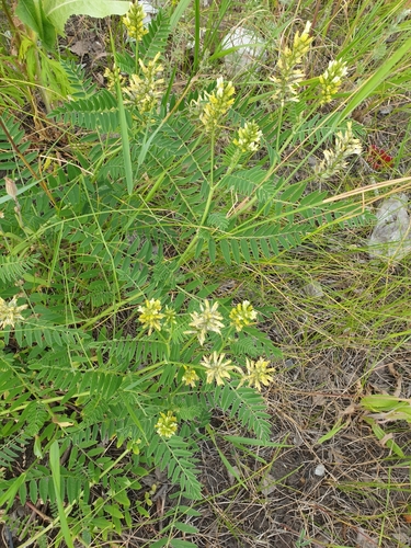 Astragalus cicer — photo