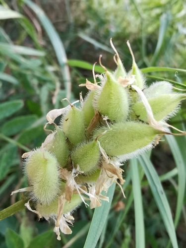 Astragalus cicer — photo