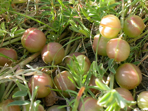 Astragalus crassicarpus (Ground plum) — photo