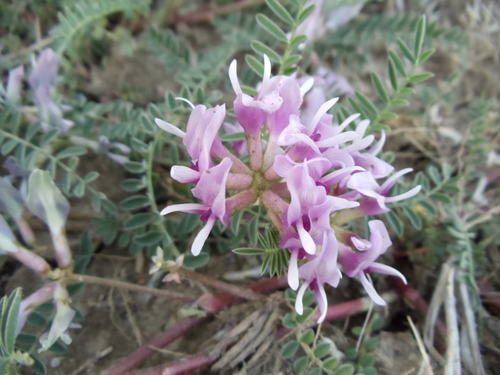 Astragalus crassicarpus (Ground plum) — photo
