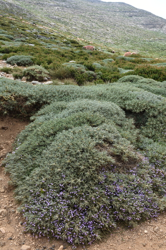 Astragalus creticus — photo