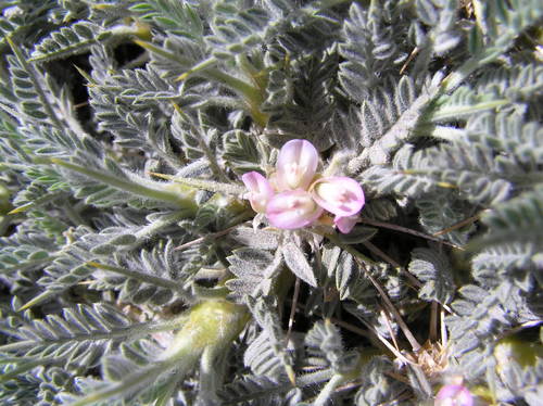 Astragalus creticus — photo