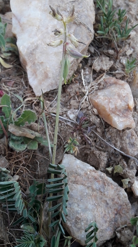 Astragalus cymbicarpos — photo