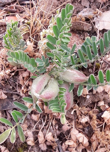 Astragalus cymbicarpos — photo
