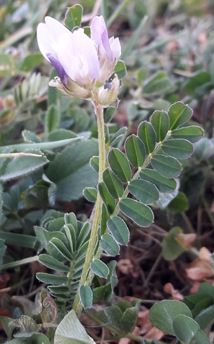 Astragalus cymbicarpos