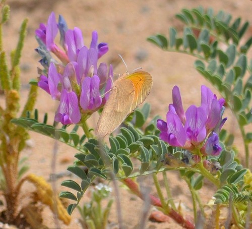 Astragalus diphysus (Speckle pod milkvetch) — photo