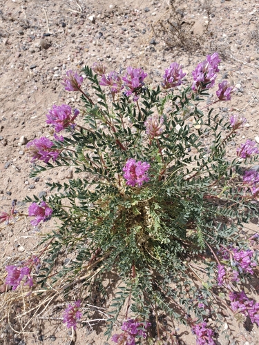 Astragalus diphysus (Speckle pod milkvetch) — photo