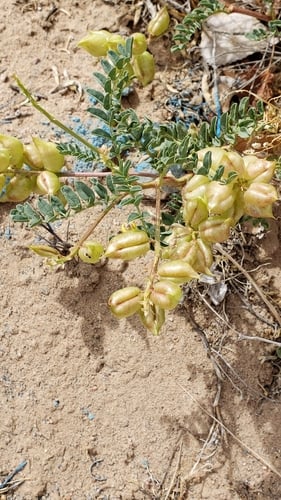 Astragalus diphysus