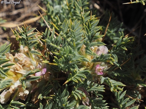 Astragalus echinus — photo