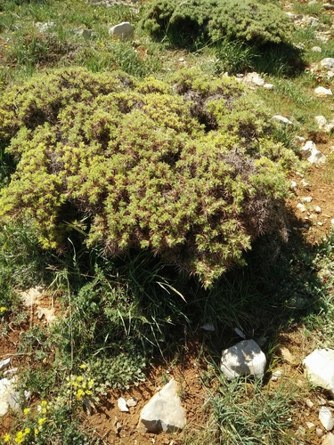 Astragalus echinus