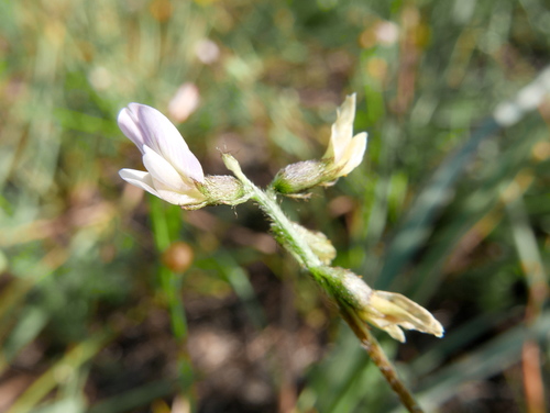 Astragalus edulis — photo
