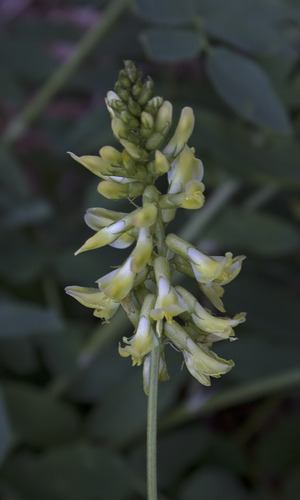 Astragalus fraxinifolius — photo