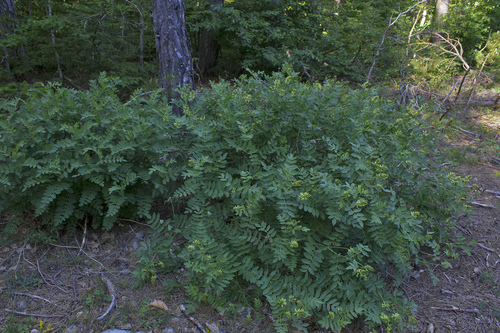 Astragalus fraxinifolius — photo
