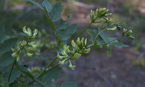 Astragalus fraxinifolius