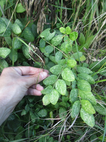 Astragalus glycyphyllus (Wild liquorice) — photo