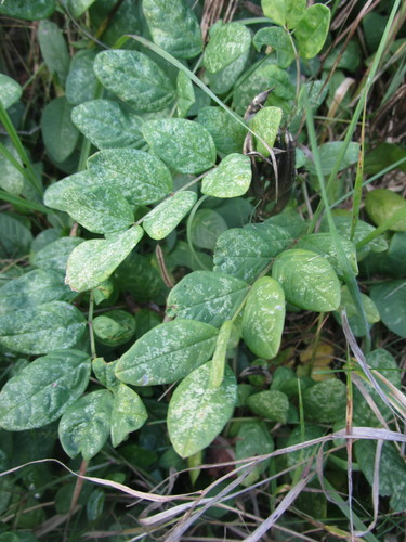 Astragalus glycyphyllus (Wild liquorice) — photo