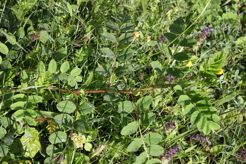 Astragalus glycyphyllus