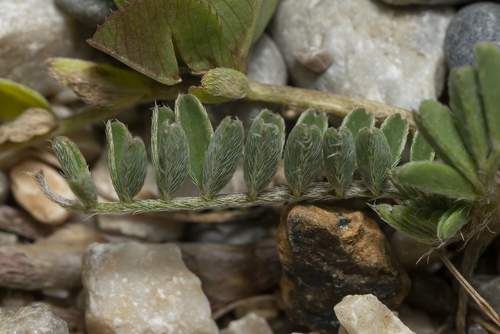 Astragalus hamosus (Purtuk) — photo
