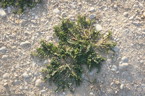 Astragalus hamosus (Purtuk) — photo