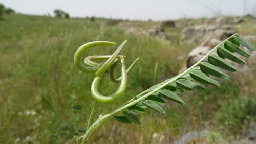Astragalus hamosus