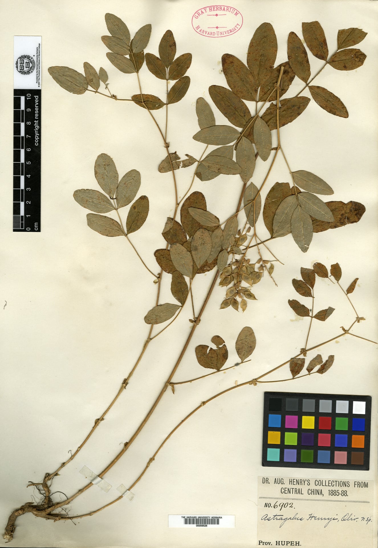 Astragalus henryi — photo