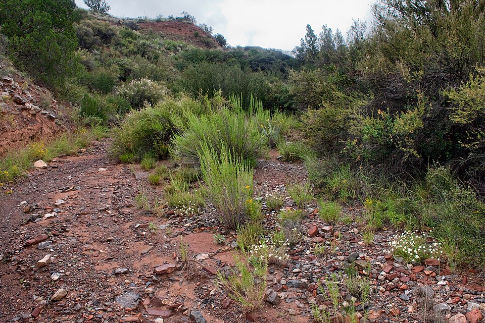 Astragalus henryi