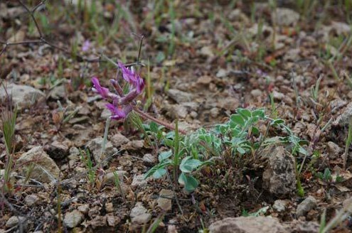 Astragalus hoantchy