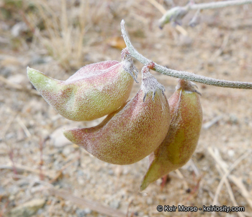 Astragalus insularis — photo