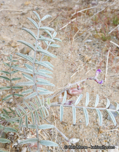 Astragalus insularis — photo