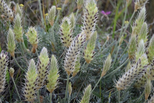 Astragalus lagopoides — photo