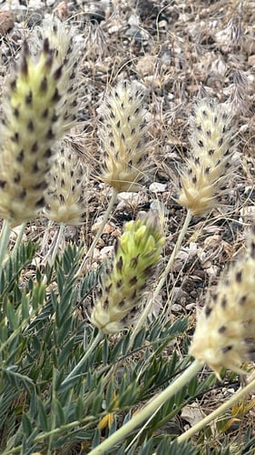 Astragalus lagopoides — photo