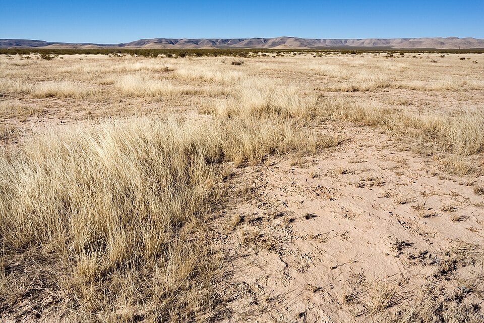 Astragalus multiceps