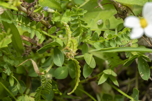 Astragalus pelecinus — photo