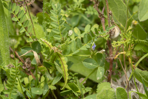 Astragalus pelecinus — photo