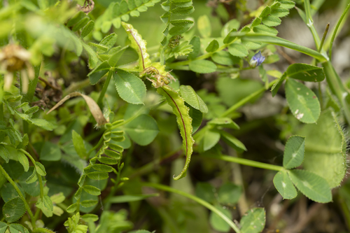 Astragalus pelecinus
