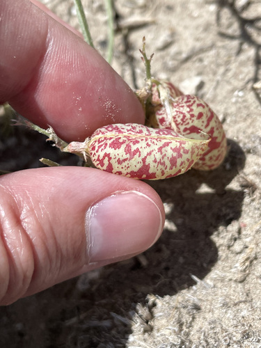 Astragalus pictus var. filifolius (Painted milkvetch) — photo
